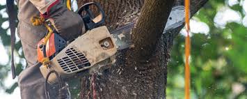 Best Tree Removal  in Pine Manor, FL