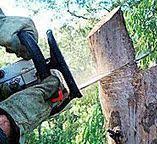 Best Root Management and Removal  in Pine Manor, FL