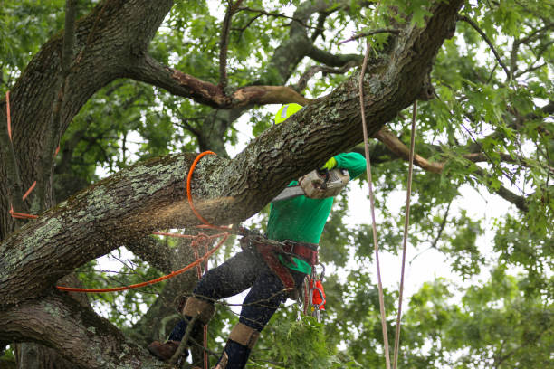 Best Tree Trimming and Pruning  in Pine Manor, FL